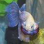 freshwater fish - betta splendens - betta - male stocking in 150 gallons tank - Angry Betta