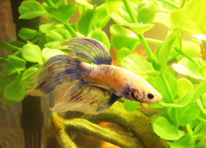 freshwater fish - betta splendens - betta - male stocking in 150 gallons tank - Betta