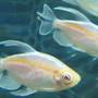 freshwater fish - phenacogrammus interruptus - congo tetra stocking in 150 gallons tank - Albino Congo Tetras