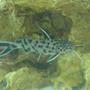 freshwater fish - synodontis petricola - pygmy leopard catfish stocking in 150 gallons tank - Synodontis Petricola