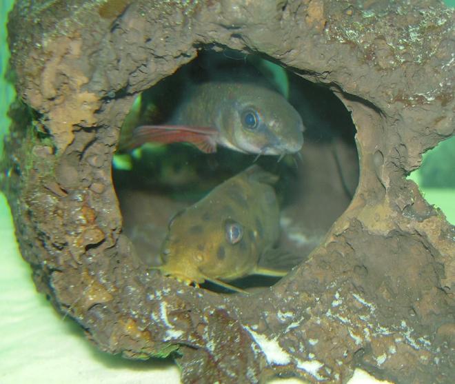 freshwater fish - synodontis multipunctatus - cuckoo catfish stocking in 150 gallons tank - Synodontis Multipunctatus & Epalzeorhynchos Frenatus