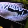freshwater fish - trichogaster trichopterus - opaline gourami stocking in 55 gallons tank - 3" Blue Guarami