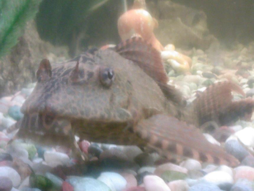 Rated #187: Freshwater Fish - Hypostomus Plecostomus - Common Pleco Stocking In 190 Gallons Tank - This Is My Common Plec, Leo!! hes such a poser its unreal!!
