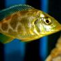 freshwater fish - nimbochromis venustus - venustus cichlid stocking in 55 gallons tank - Nimbochromis Venustus African Cichlid