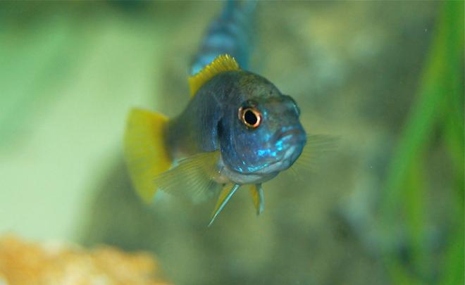 freshwater fish - pseudotropheus acei - acei cichlid stocking in 55 gallons tank - Acei African Cichlid