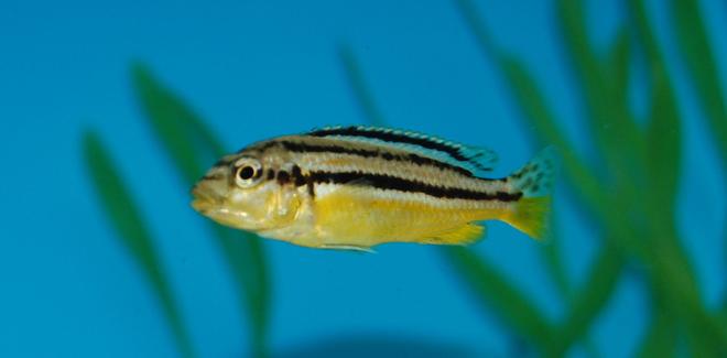 freshwater fish - melanochromis auratus - auratus cichlid stocking in 55 gallons tank - African Cichlid