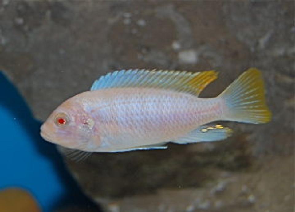 freshwater fish - pseudotropheus socolofi (albino) - albino socolofi stocking in 55 gallons tank - African Cichlid