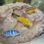 freshwater fish - melanochromis auratus - auratus cichlid stocking in 55 gallons tank - African Cichlid