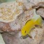 freshwater fish - labidochromis caeruleus - electric yellow cichlid stocking in 55 gallons tank - African Cichlid