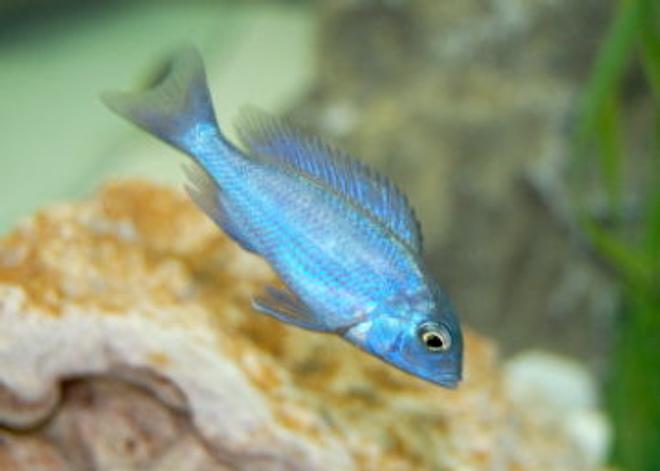 freshwater fish - cyrtocara moorii - blue dolphin cichlid stocking in 55 gallons tank - Haplochromis Moorii African Cichlid