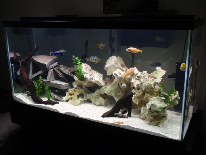 Rated #71: 90 Gallons Freshwater Fish Tank - 90 gal African Cichlid tank, my obsession.