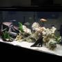 90 gallons freshwater fish tank (mostly fish and non-living decorations) - 90 gal African Cichlid tank, my obsession.