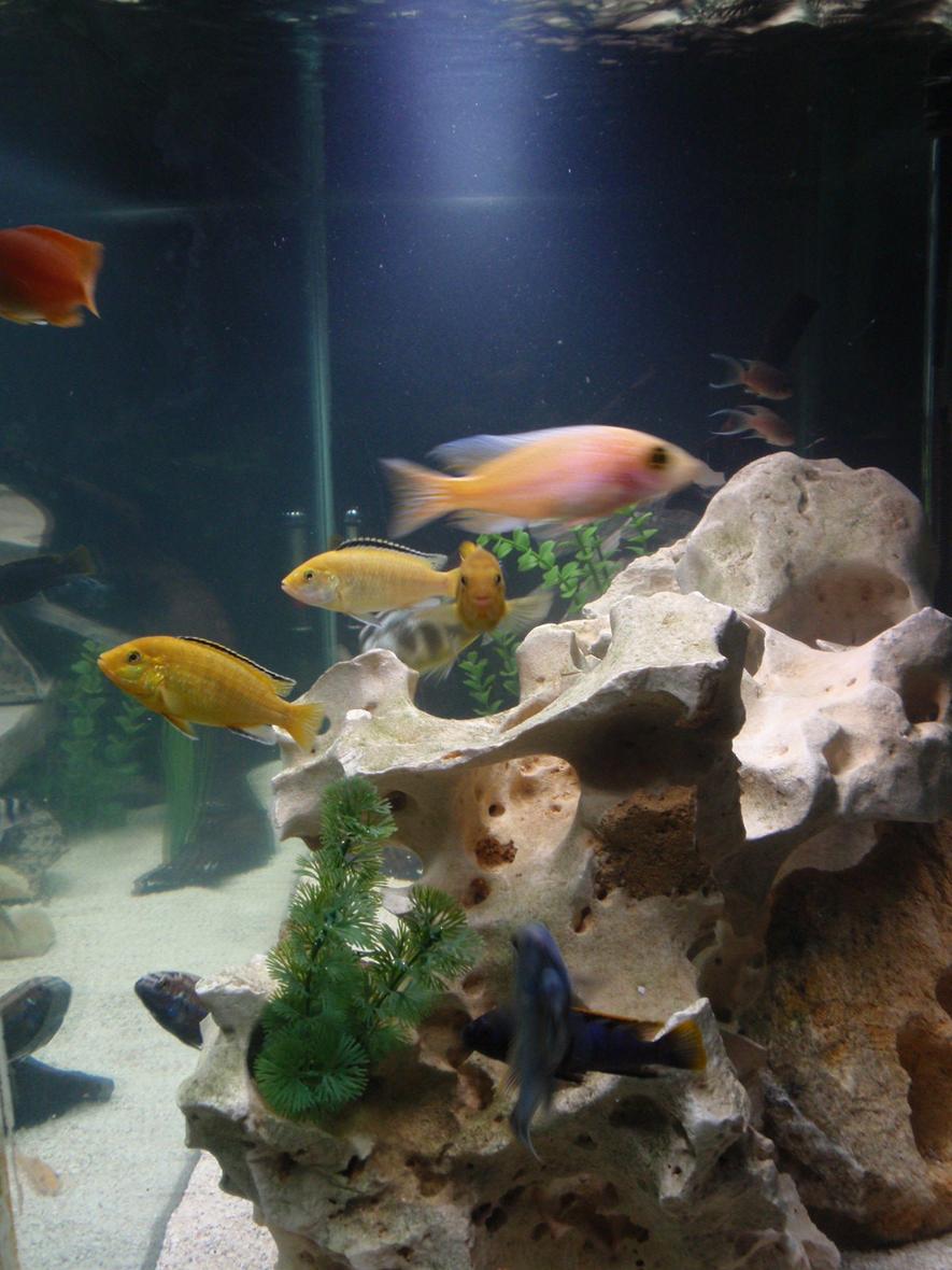 freshwater fish - labidochromis caeruleus - electric yellow cichlid stocking in 90 gallons tank - looking through the end of my tank