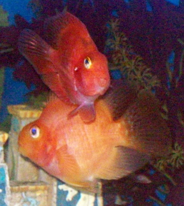 freshwater fish - heros severus x amphilophus citrinellum - blood parrot stocking in 30 gallons tank - Blood Parrots (the smaller one is a purple blood parrot).
