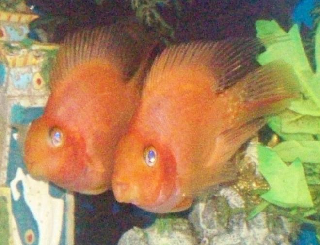 freshwater fish - heros severus x amphilophus citrinellum - blood parrot stocking in 30 gallons tank - Blood Parrots (male and female).