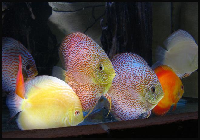 freshwater fish - oriental dream discus stocking in 127 gallons tank - Discus. Super Eruption, Albino Yellow Chrystal, Leopard and Red Melon