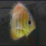 freshwater fish - discus santarem stocking in 127 gallons tank - Discus Santarem