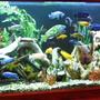 fish tank picture - 125 Gallon Glass Mixed Malawi 80 + FISH