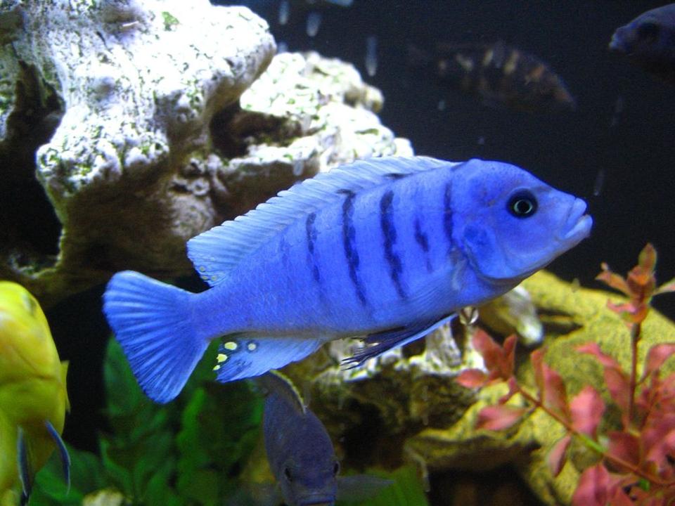 freshwater fish - cynotilapia afra - afra cichlid stocking in 125 gallons tank - Blue Reef !!!
