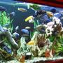 fish tank picture - Fish Fish Fish