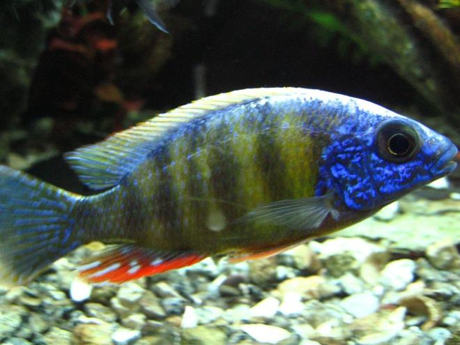 freshwater fish - protomelas steveni - taiwan reef stocking in 125 gallons tank - Taiwan Reef