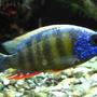 freshwater fish - protomelas steveni - taiwan reef stocking in 125 gallons tank - Taiwan Reef