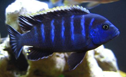 freshwater fish - pseudotropheus red top gallireya stocking in 125 gallons tank - Red top dwarf