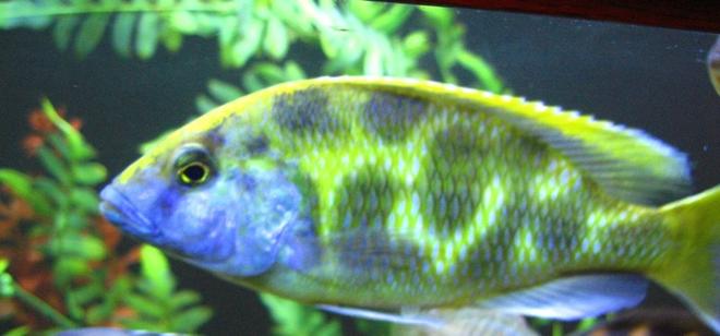freshwater fish - nimbochromis venustus - venustus cichlid stocking in 125 gallons tank - Giraffe Cichlid, Kalingo