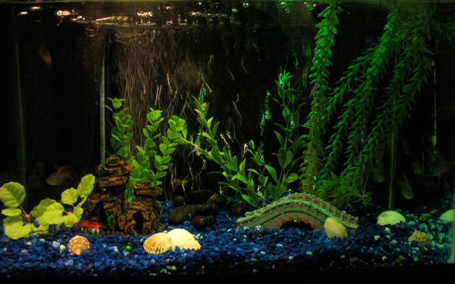 10 gallons freshwater fish tank (mostly fish and non-living decorations) - 10 gallon, fake plants, 6 Columbia Tetras and 2 corydora catfish
