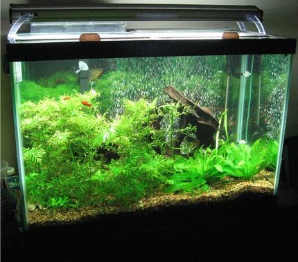 65 gallons planted tank (mostly live plants and fish) - This is my main tank - it's 65 gallons