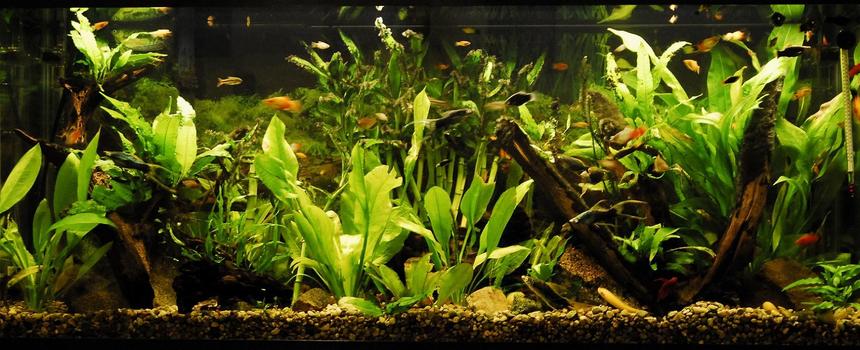 Rated #44: 55 Gallons Planted Tank - 55 Gallon Community Planted Tank, Malaysian Driftwood, CO2, Angelfish, Neon Tetra, Sword tails, Platties, Mollies, Gouramis, Many Plants. LifeGlo2 6700K 40W. Millennium 3000 Filter. Taken 1/3/2009
