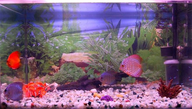 freshwater fish - oriental dream discus stocking in 38 gallons tank - 38 gal discus aquarium