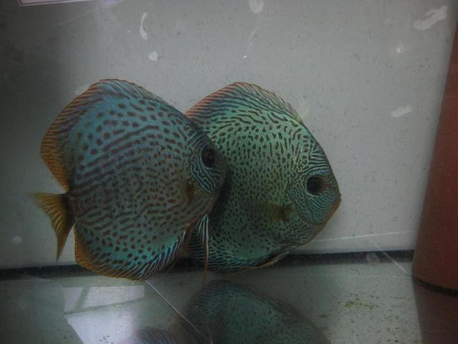 freshwater fish - leopard snake discus - Mosaik leopard snake skin