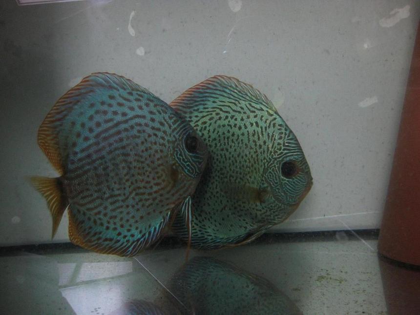 Rated #73: Freshwater Fish - Leopard Snake Discus - Mosaik leopard snake skin