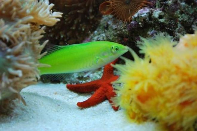 saltwater fish - halichoeres chloropterus - green wrasse stocking in 60 gallons tank - Green wrasse (Money)