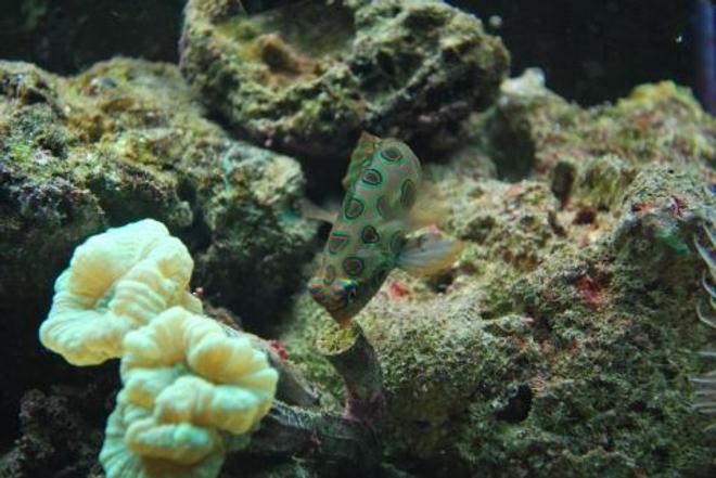 saltwater fish - synchiropus picturatus - spotted mandarin stocking in 60 gallons tank - Goby (Mr Rogers)