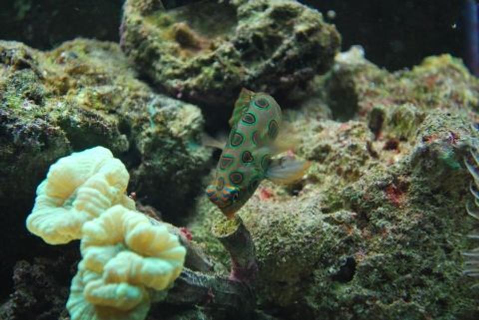 saltwater fish - synchiropus picturatus - spotted mandarin stocking in 60 gallons tank - Goby (Mr Rogers)