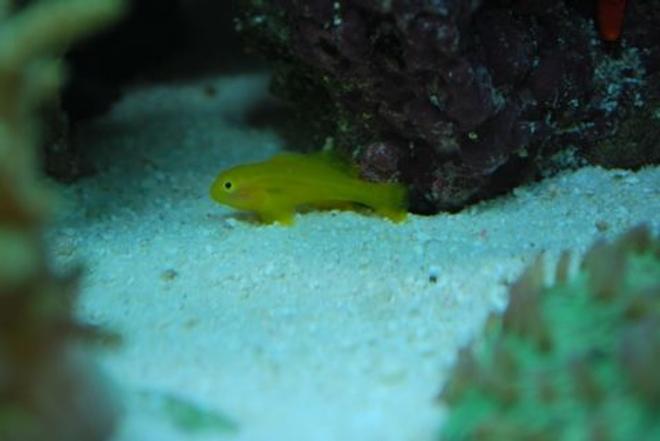 saltwater fish - gobiodon okinawae - clown goby, yellow stocking in 60 gallons tank - Gumdrop goby