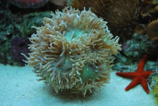 corals inverts - duncanopsammia axifuga - giant green polyp duncan stocking in 60 gallons tank - Duncan Heads really growing