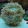 corals inverts - duncanopsammia axifuga - giant green polyp duncan stocking in 60 gallons tank - Duncan Heads really growing