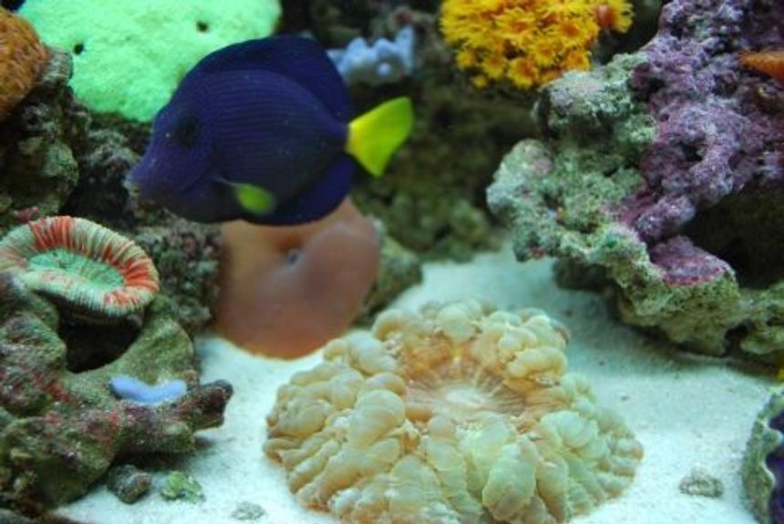 Rated #42: Saltwater Fish - Zebrasoma Xanthurum - Purple Tang Stocking In 60 Gallons Tank - Scolenia is taking over the tank after a few weeks