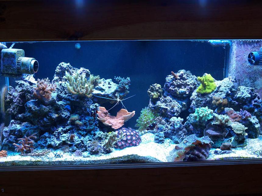 Rated #24: 75 Gallons Reef Tank - 75g taken 1/1/2009