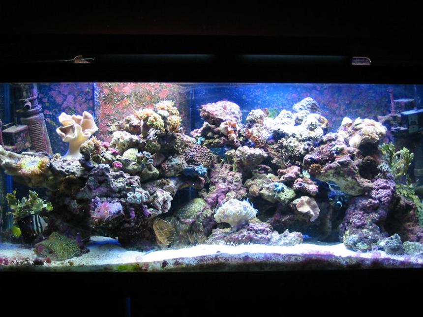 Rated #64: 75 Gallons Reef Tank - My tank before it crashed