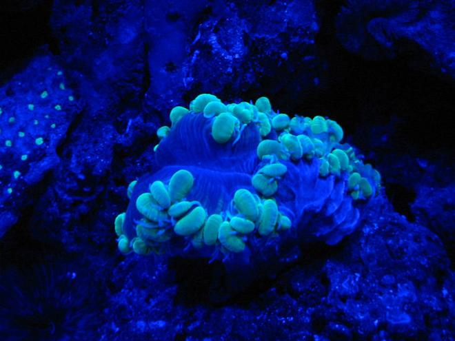 corals inverts - plerogyra sinuosa - bubble coral, green stocking in 75 gallons tank - Night Shot Green Bubble
