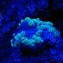 corals inverts - plerogyra sinuosa - bubble coral, green stocking in 75 gallons tank - Night Shot Green Bubble