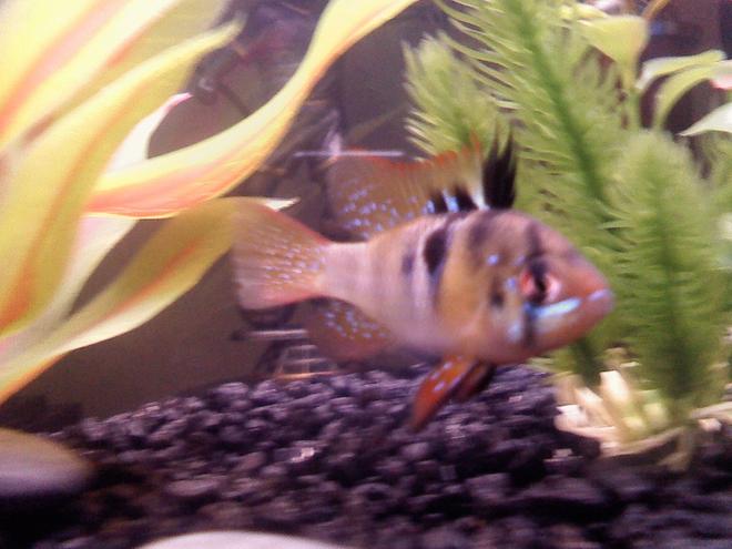 6 gallons freshwater fish tank (mostly fish and non-living decorations) - My favorite ram Nikon