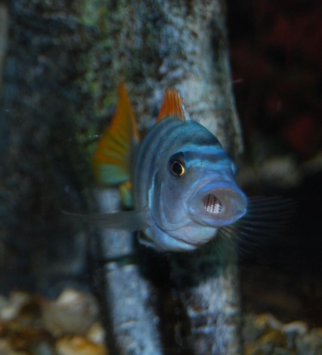 freshwater fish - cynotilapia afra - afra cichlid stocking in 125 gallons tank - Yawn