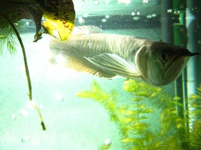 freshwater fish - osteoglossum bicirrhosum - silver arowana stocking in 200 gallons tank - arowana