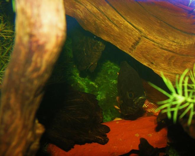 freshwater fish stocking in 120 gallons tank - loving couple