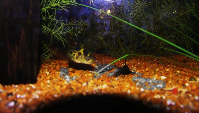 freshwater fish - tetraodon nigroviridis - green spotted puffer stocking in 120 gallons tank - curious george